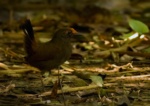 Rufous-fronted Antthrush